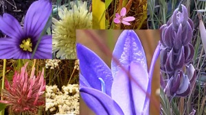 flower collage 2